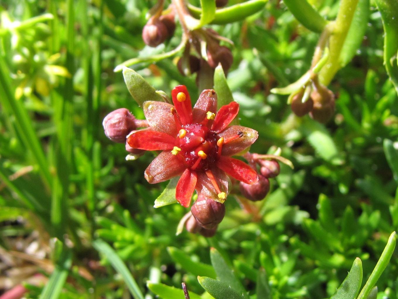 Saxifraga aizoides / Sassifraga autunnale